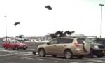 Eagle Invasion on Alaska Parking Lot