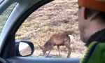 Movie : Tierisches Foto