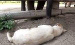 Movie : Baby-Elefant vs schlafender Hund