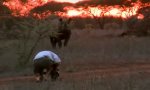 Movie : Begegnung mit einem Nashorn