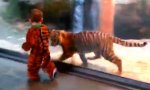Kleiner Tiger-Freund