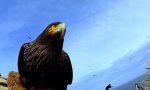 Bird steals egg camera