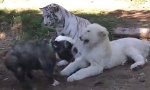 Movie : Mutige Bulldogge vs Löwe und Tiger