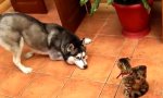 Husky sucht Pussyfreundin