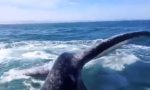 Funny Video - Whale Bitch Slap