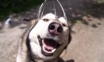 Lustiges Video : Husky bekommt Kopfmassage