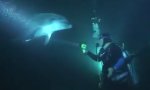 Movie : Delphin bittet um Hilfe
