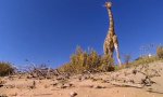 Die Giraffe und die GoPro