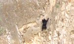 Lustiges Video : Bärenstarke Kletterpartie