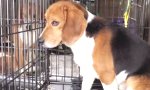 Lustiges Video : Beagles erblicken das Licht der Welt