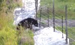 Funny Video - Der Bär und der Elektrozaun