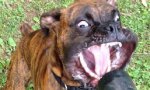 Donnerstags Fun PicDump #150