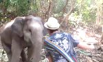 Elefant mit Groove