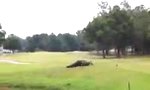 Lustiges Video : Neulich auf dem Golfplatz