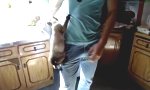 Flaschenkatze