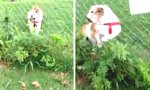 Postbote und Bulldogge