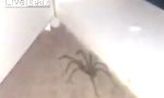 Movie : Mann gegen Spinne