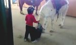 Funny Video - Pferd-Besteigen mal anders