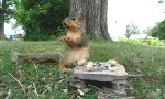 Dankbares Eichhörnchen