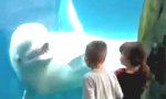 Lustiges Video : Kinderfreundlicher Beluga