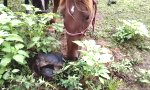 Funny Video - Neugieriges Pferd gegen Schildkröte