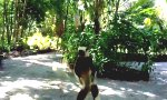 Funny Video : Lemur-Defekt