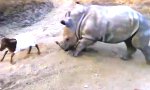 Baby-Nashorn imitiert Ziege