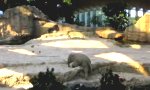 Movie : Elefantenhafter Ausrutscher
