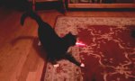 Lustiges Video : Auto-Laser-Cat