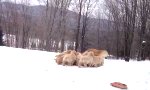 Lustiges Video : Hundemama im Schnee