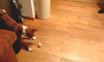 Hundeüberraschung auf dem Küchenboden