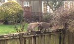 Movie : Waschbären-Wrestling im Garten