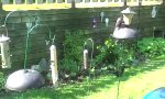 Lustiges Video : Die Squirrel-Taktik