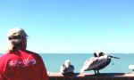 Lustiges Video : Pelikan von Angelleine befreien