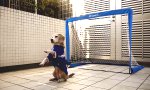 Lustiges Video : Torhund