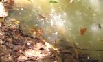 Anaconda mit dem Stock ärgern