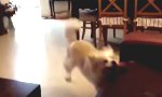 Lustiges Video : Hundeintelligenz