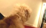 Lustiges Video : Wenn mein Hund Unterhosen trägt