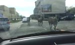 Lustiges Video : Zebrastreifen in Brüssel