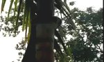 Funny Video : Klettertechnik einer Schlange