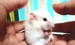 Lustiges Video : Maus