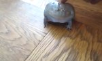Funny Video : Schreiender Frosch