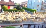 Schafherde in der Nachbarschaft