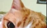 Movie : Mit der Pussy im Duett