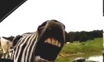 Lustiges Video : Singendes Zebra