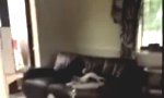 Lustiges Video - Der perfekte Wachhund?