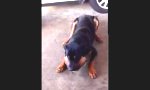 4 Tennisbälle, 1 Rottweiler