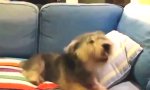 Lustiges Video : Tierische Nieskollektion