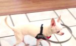 Lustiges Video : Hund mit Stoßfänger