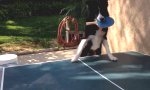 Lustiges Video : Hund spielt Tischtennis